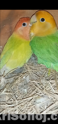 Lovebird